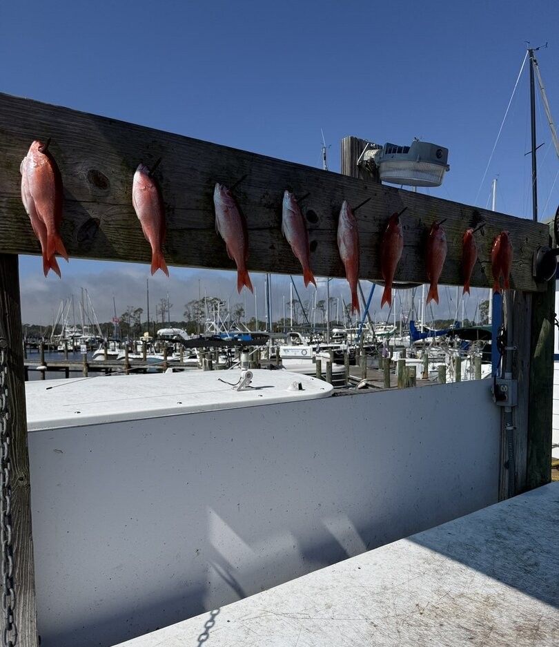 Nine red snapper fish hanging on wooden beam at marina dock with boats in background