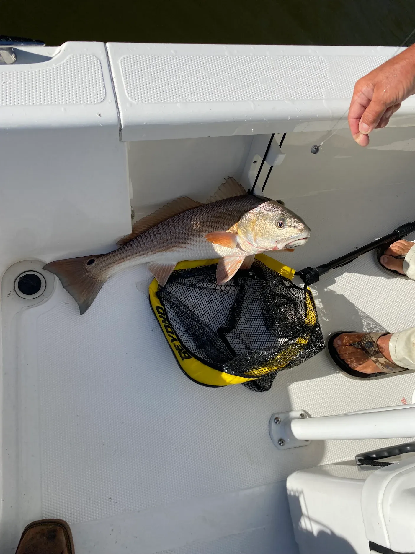 Fresh caught redfish lying on boat deck next to fishing net