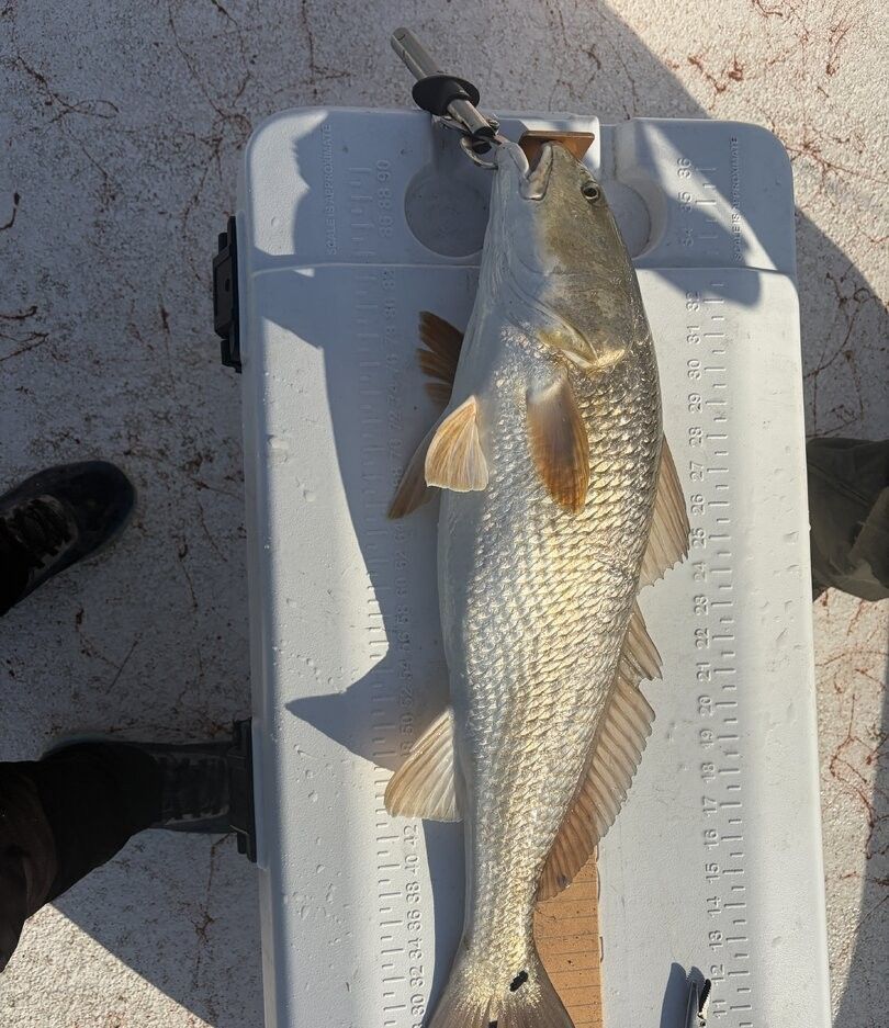 Redfish caught in unknown location