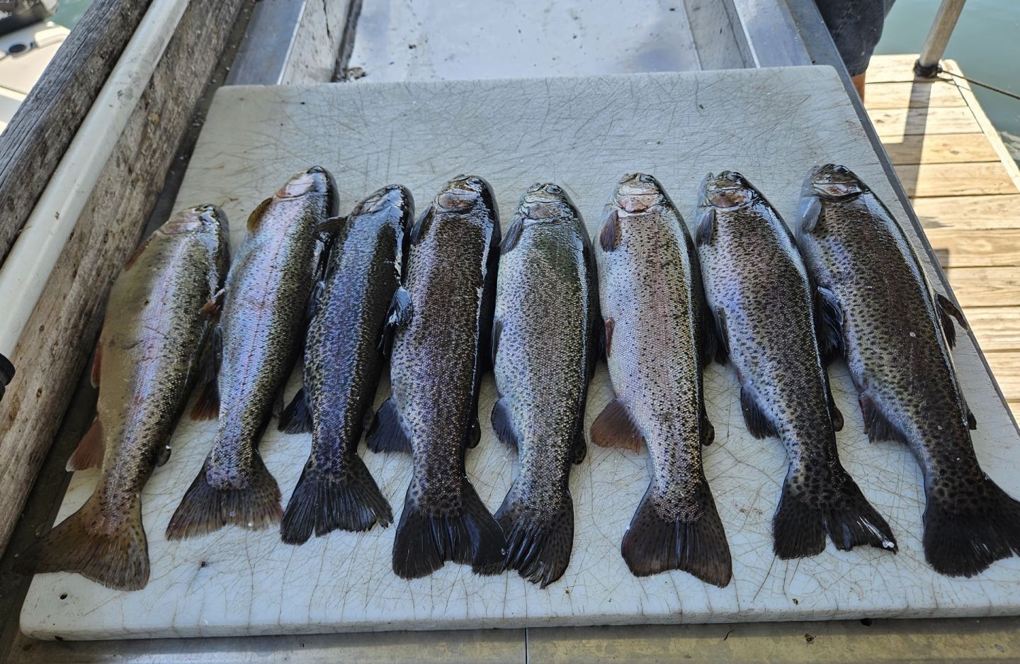 A group of 7 rainbow trout caught during a fishing trip.
