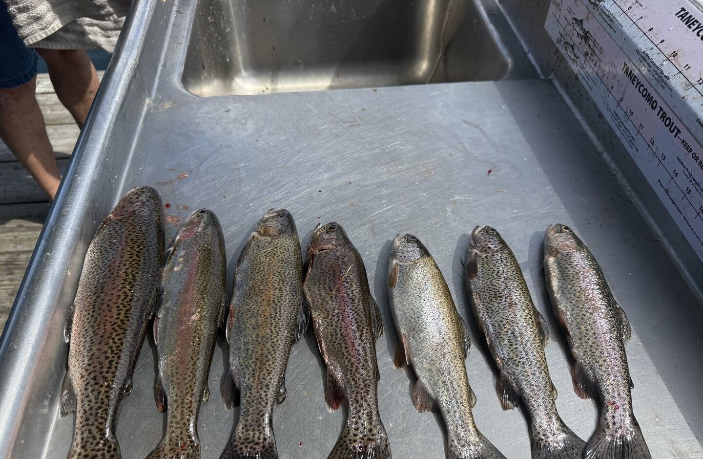 Seven rainbow trout arranged in a metal cooler after a successful fishing trip
