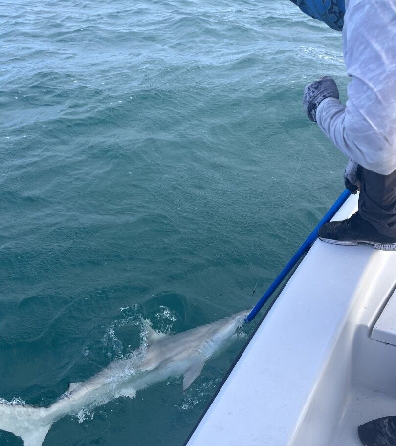 Shark swimming alongside fishing boat in clear turquoise water