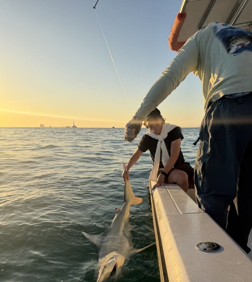 Shark being pulled alongside fishing boat during sunset fishing trip