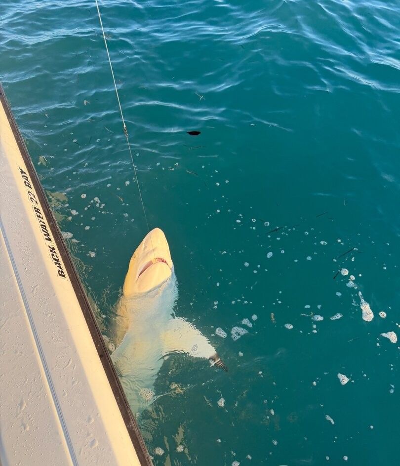 Shark caught on fishing line being brought to boat in turquoise water