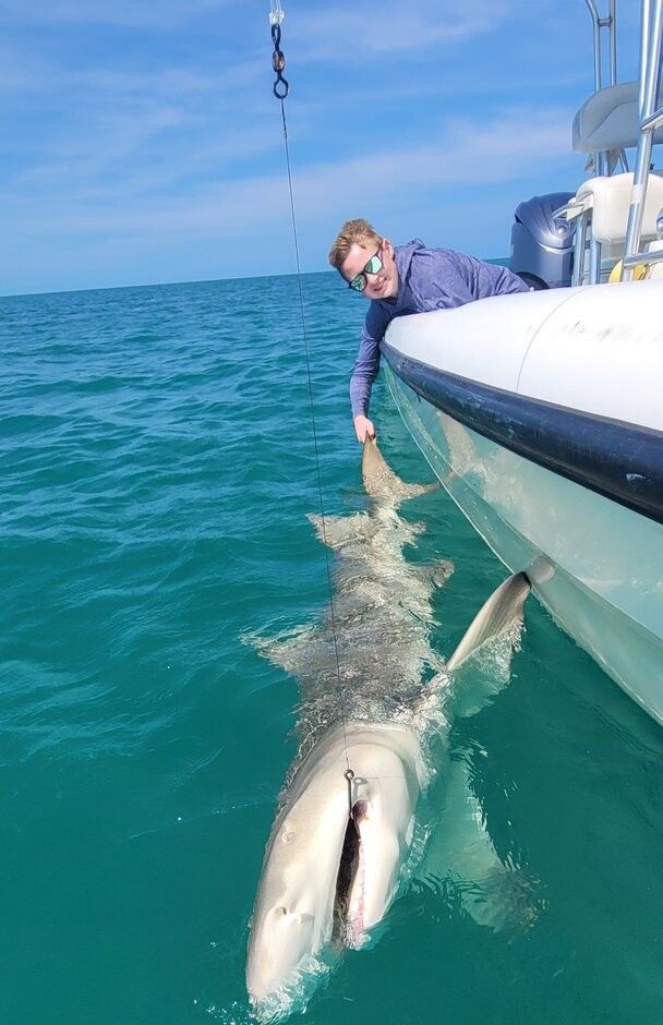 Large shark being released back into clear blue ocean water from fishing boat