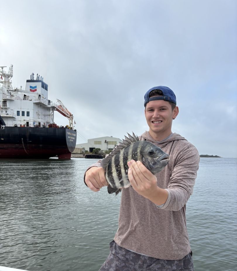 Sheepshead fish caught while fishing