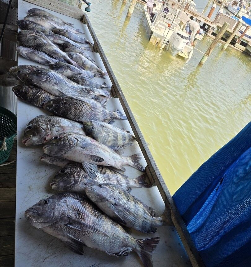 Fresh caught sheepshead fish displayed on boat deck at marina