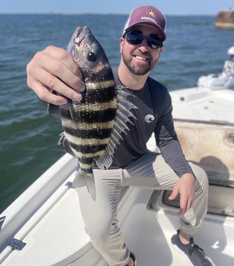 Sheepshead fish caught while fishing
