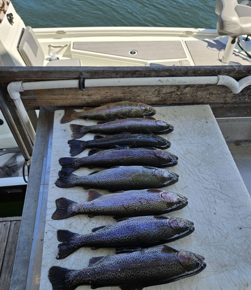 Six rainbow trout caught while fishing
