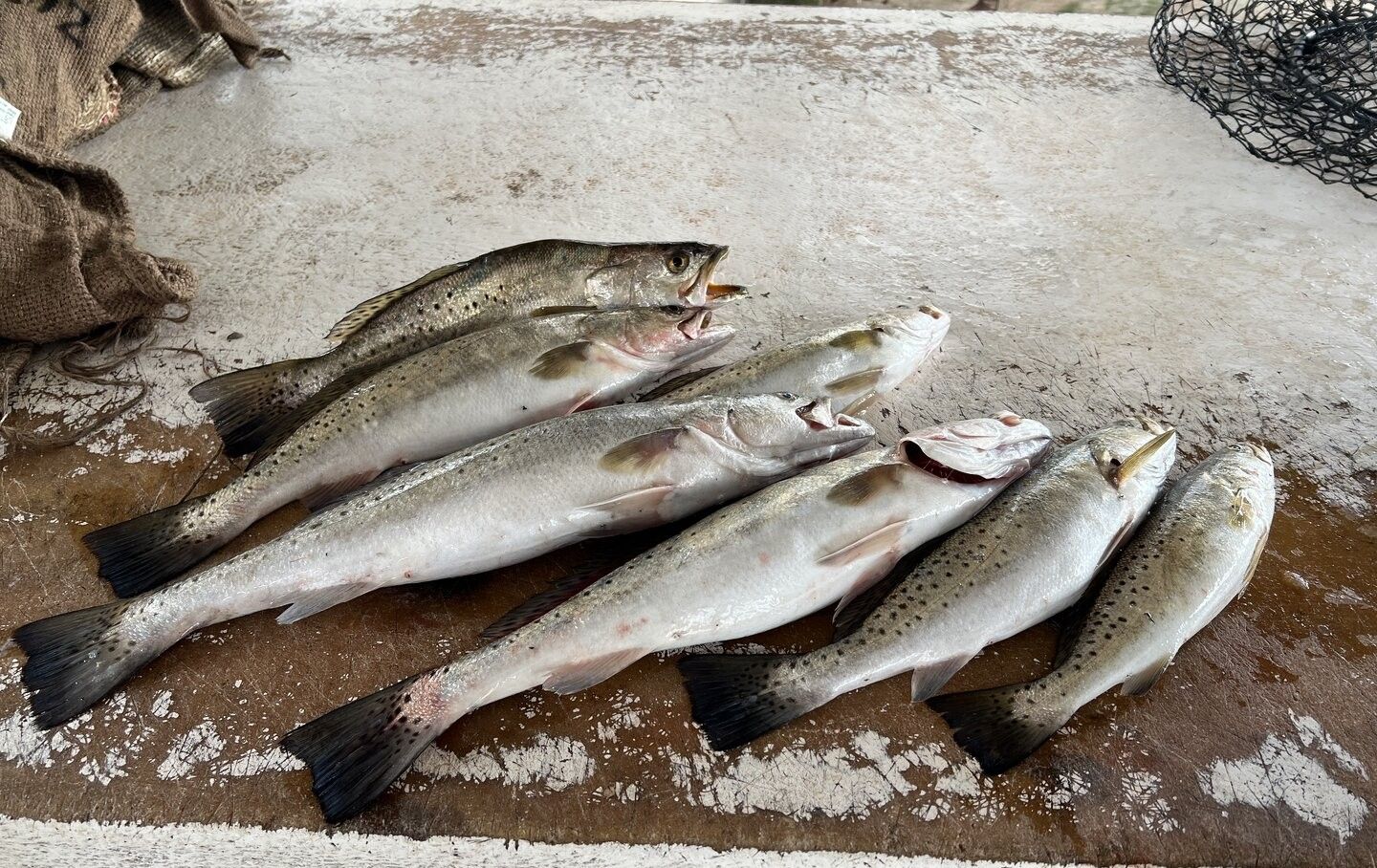 Multiple speckled trout laid out on dock surface after successful fishing trip