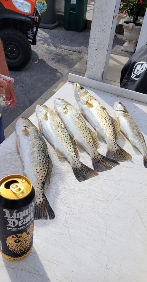 Four spotted weakfish caught while fishing