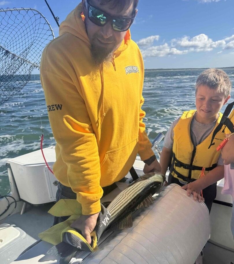 Freshly caught striped bass being handled on fishing boat deck