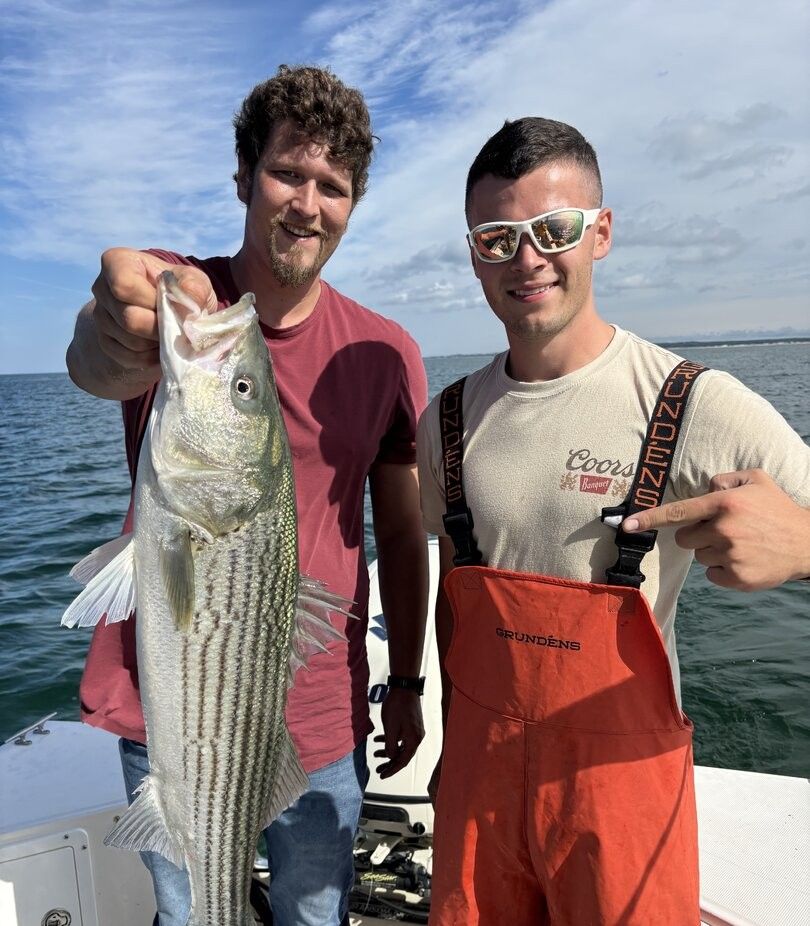 Freshly caught striped bass being displayed on fishing boat
