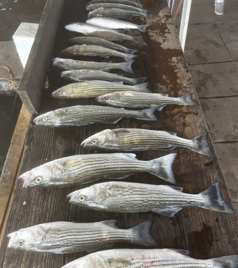School of striped bass in unknown location