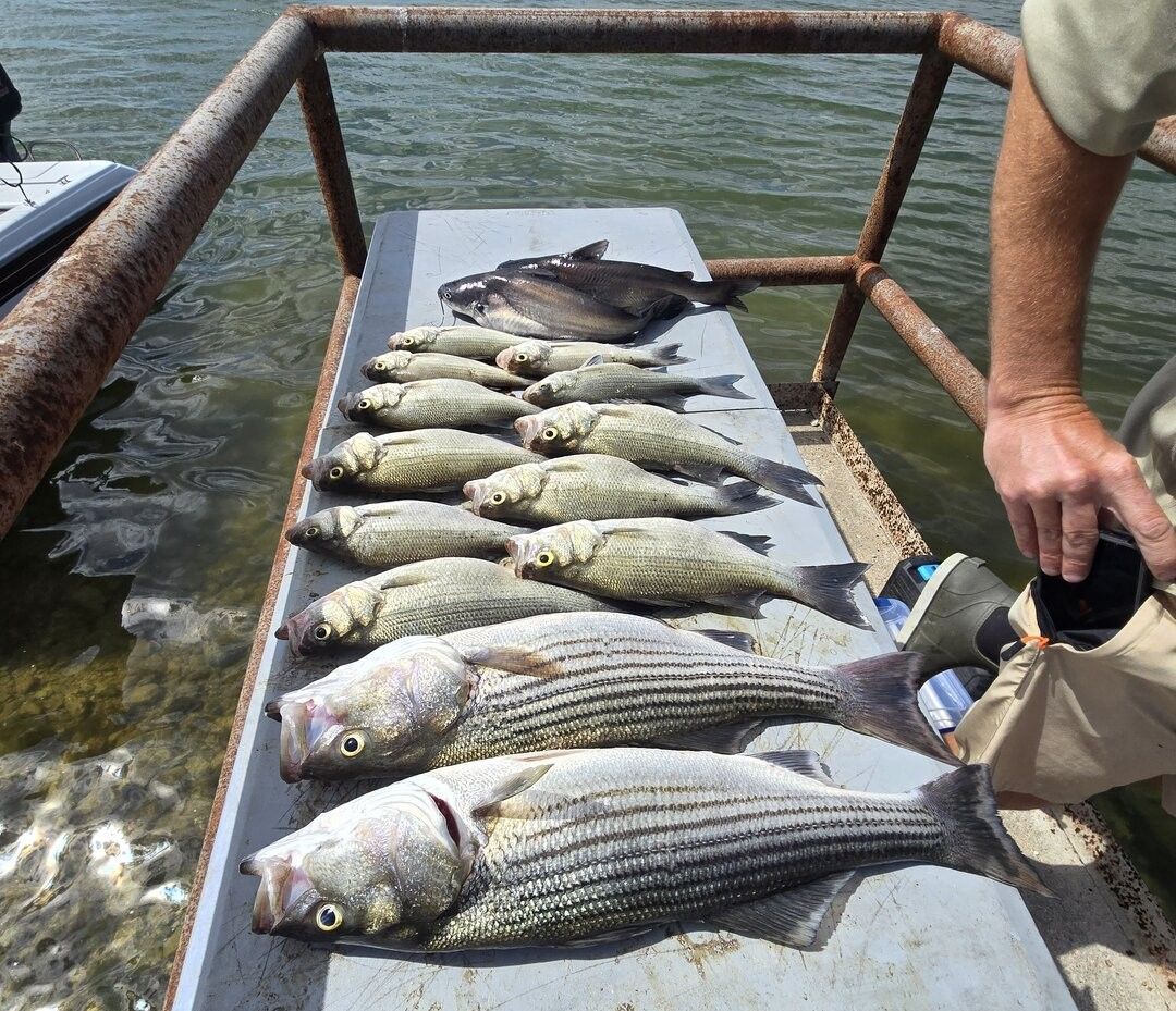 Fresh caught striped bass and white bass displayed on boat cleaning station after successful fishing trip