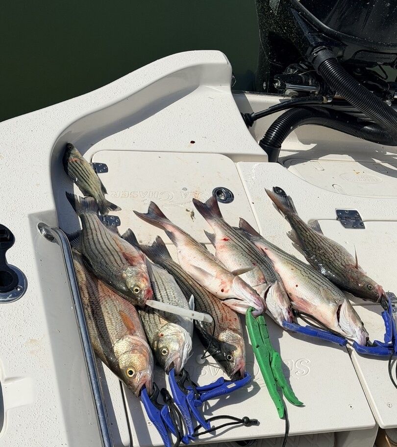 Fresh caught striped bass and white bass displayed on boat deck after successful fishing trip