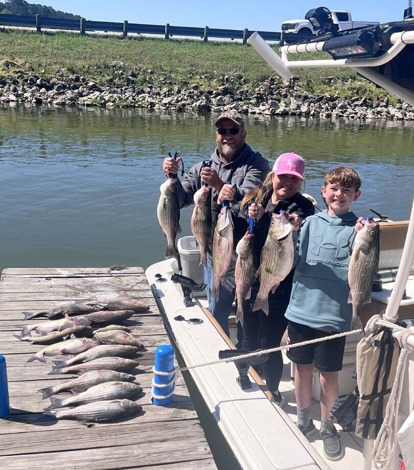 Successful fishing trip showing multiple striped bass and white bass caught on wooden dock