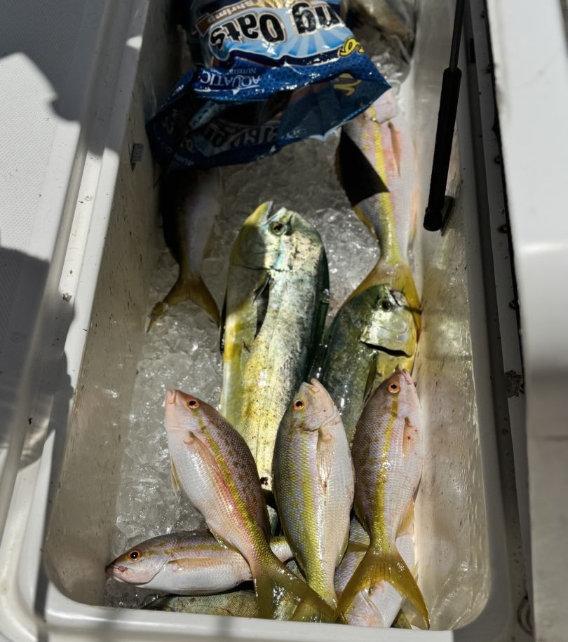 7 fish caught while fishing in unknown location