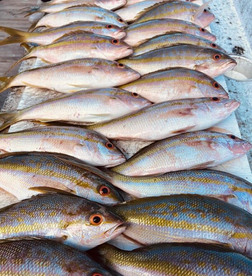 14 fish caught in unknown location during fishing