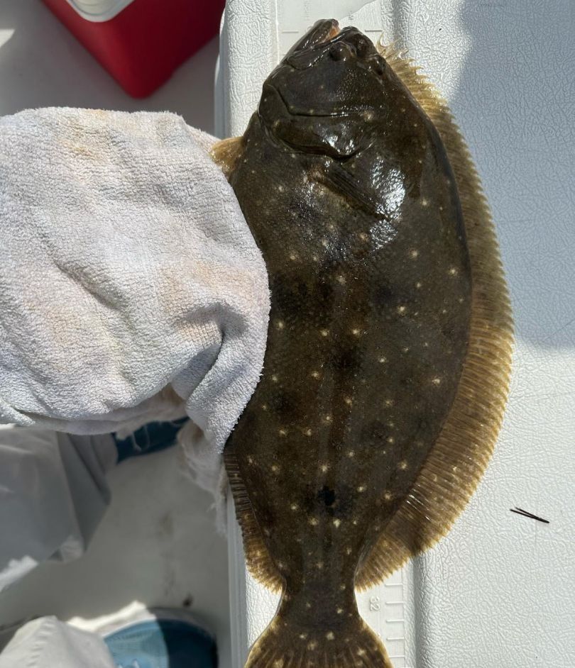 Summer Flounder caught while fishing