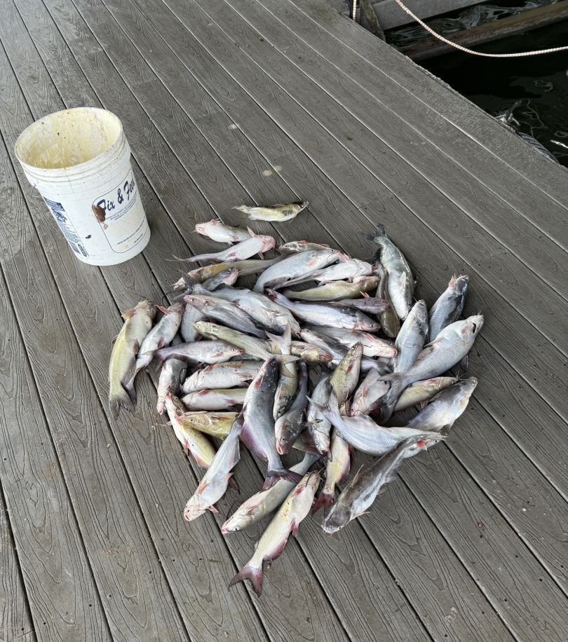 Three fish caught while fishing at an unknown location