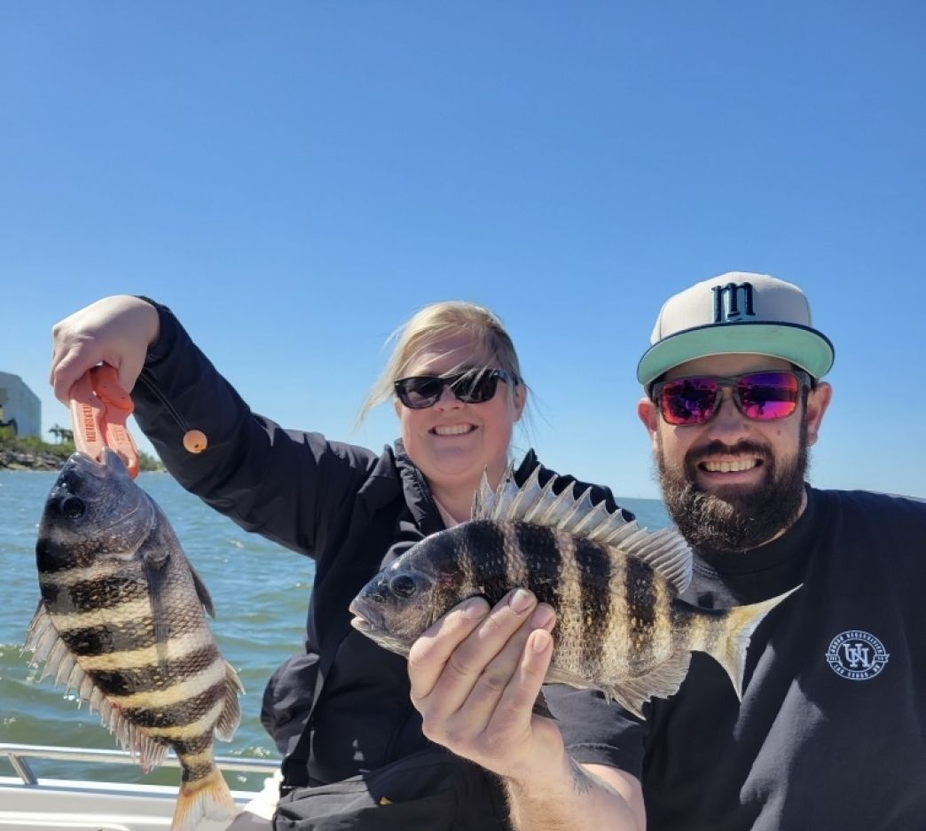Two sheepshead fish caught while fishing