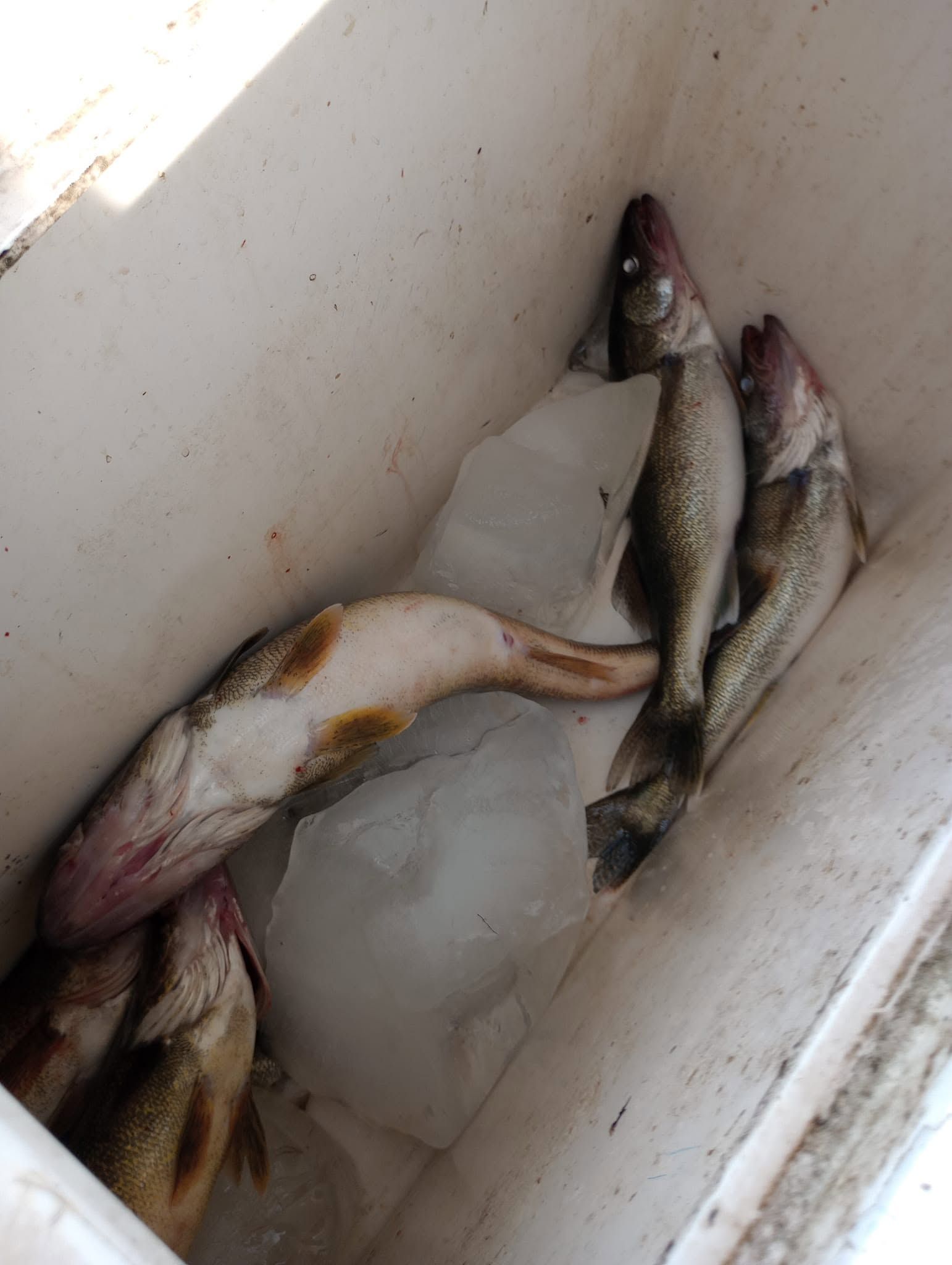 Fresh caught walleye fish in white cooler with ice after successful fishing trip