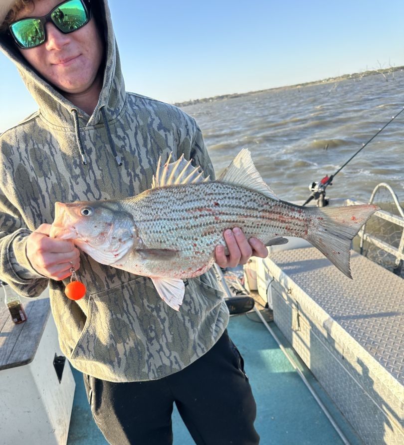 Wiper (Hybrid striped bass) caught while fishing at an undisclosed location.