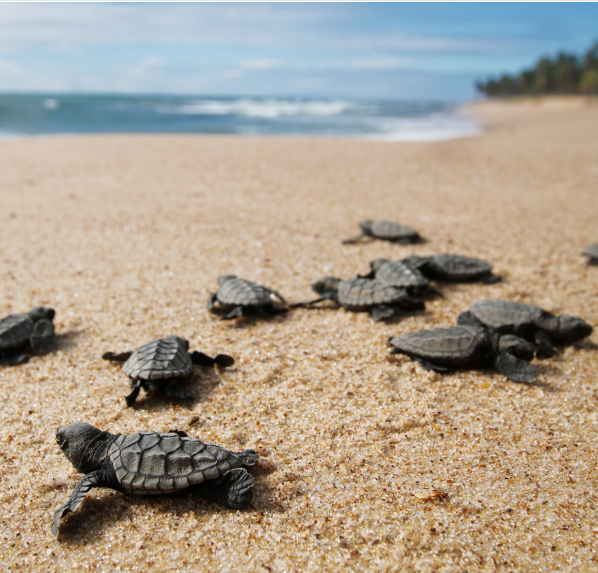 Baby sea turtles crawling across sandy beach toward ocean