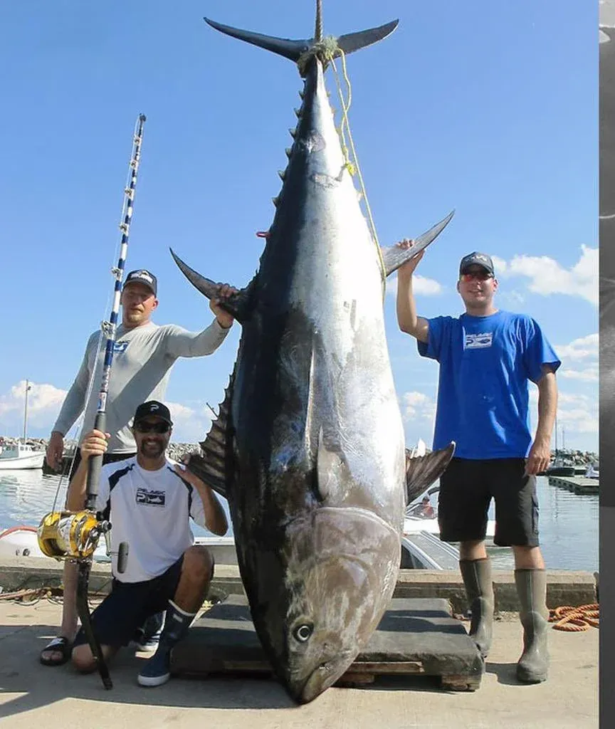 Blackfin Tuna fishing