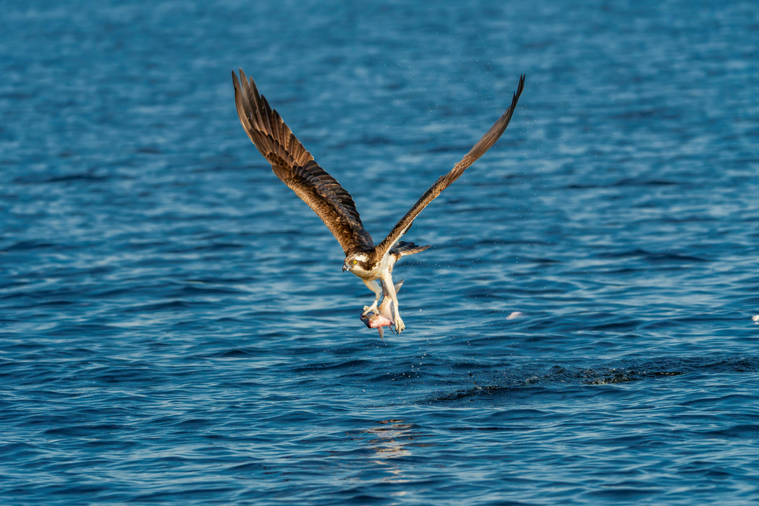 Successful fishing flight over Boston waters with fresh catch!