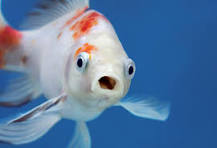 Vibrant Gulf Shores goldfish gliding through crystal blue waters!