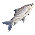 Fresh Gulf Shores catch with beautiful silver scales!
