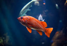 Vibrant Gulf Shores Vermilion Rockfish cruising through aquarium waters.