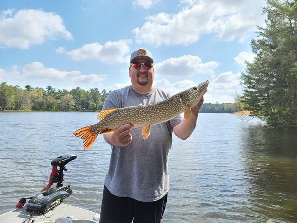 A northern pike fish caught while fishing