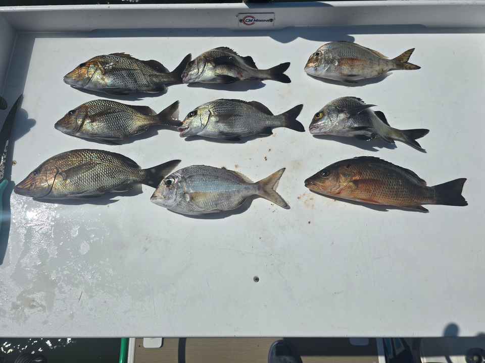 Blasted today with a mixed bag of Snappers and Grunts under clear skies!