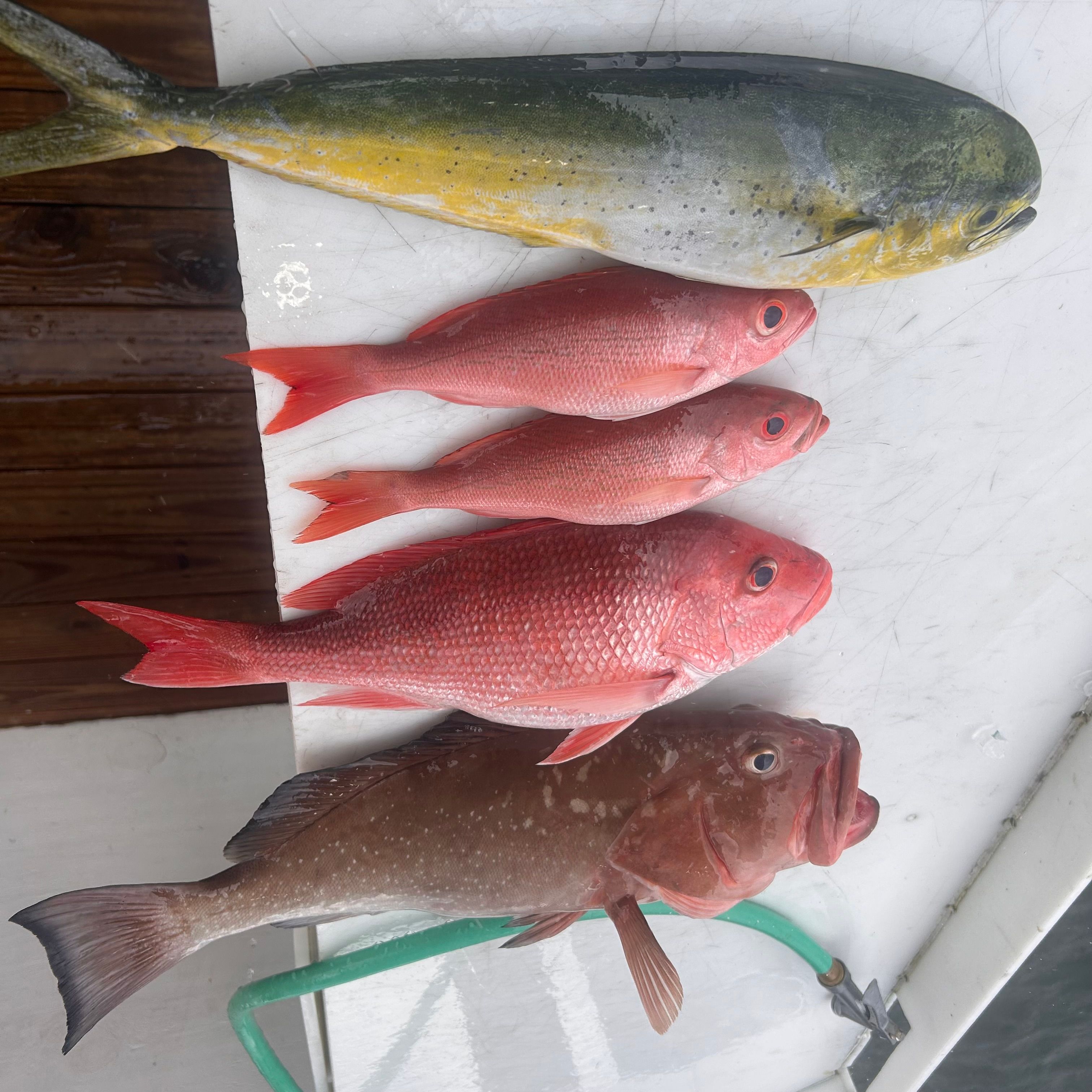 Fresh caught fish displayed on boat deck including red grouper, mahi mahi, and red snapper