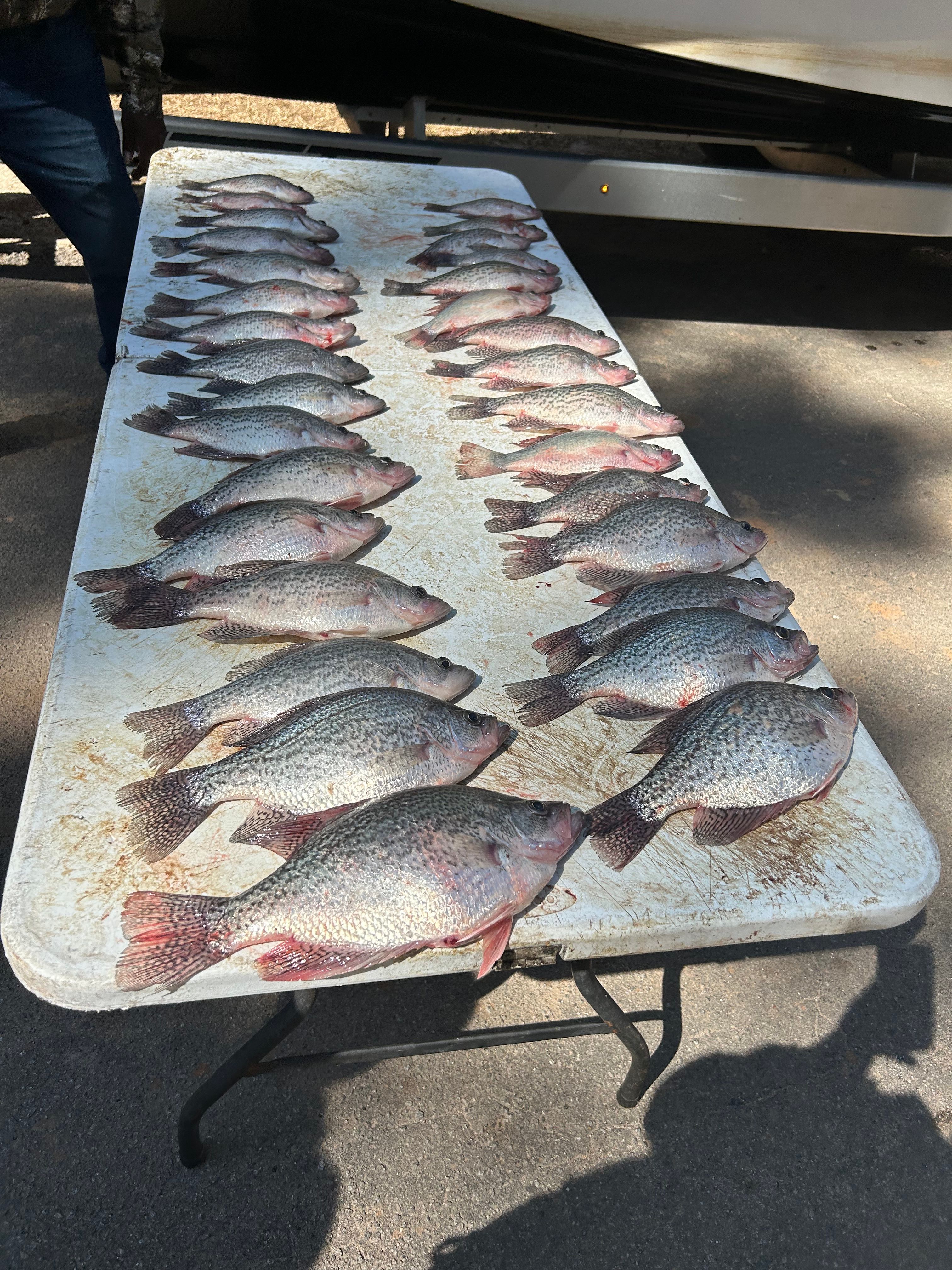 Five crappie fish caught while fishing