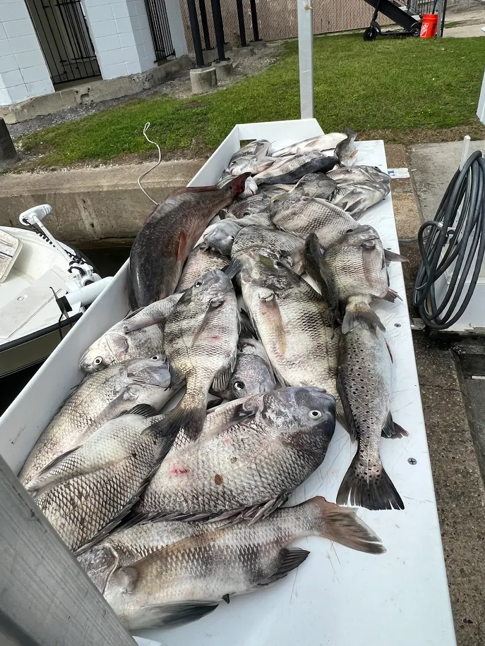 6 sheepshead and spotted weakfish caught while fishing