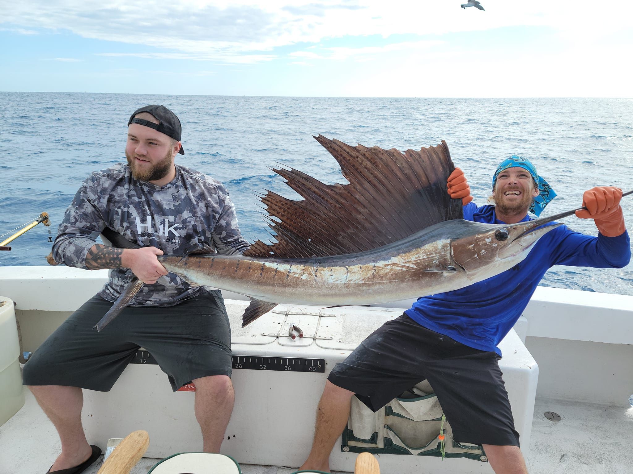 Majestic Atlantic Sailfish caught while fishing