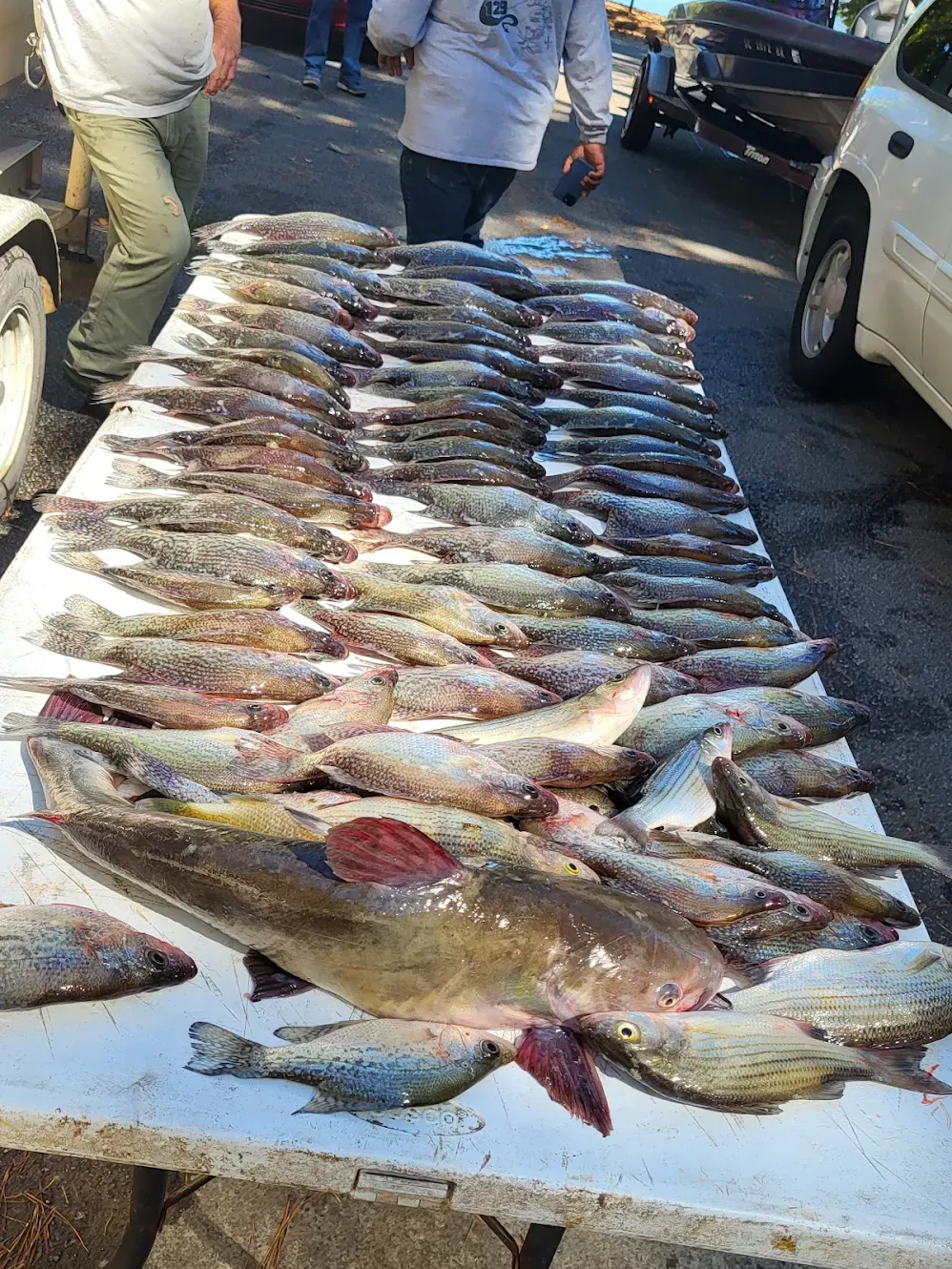 Blue catfish caught while fishing