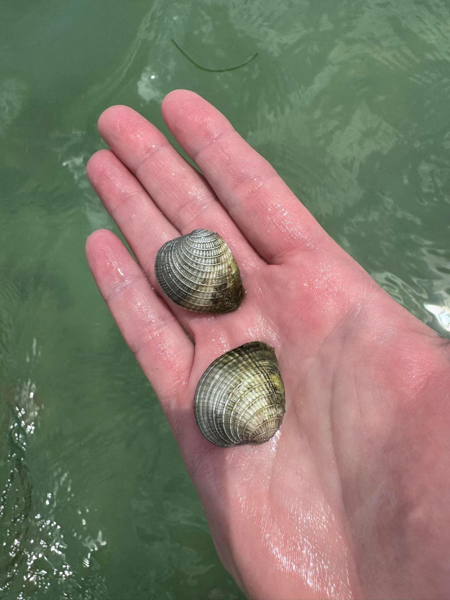 Two clam shells held in open palm above green water during outdoor collecting activity