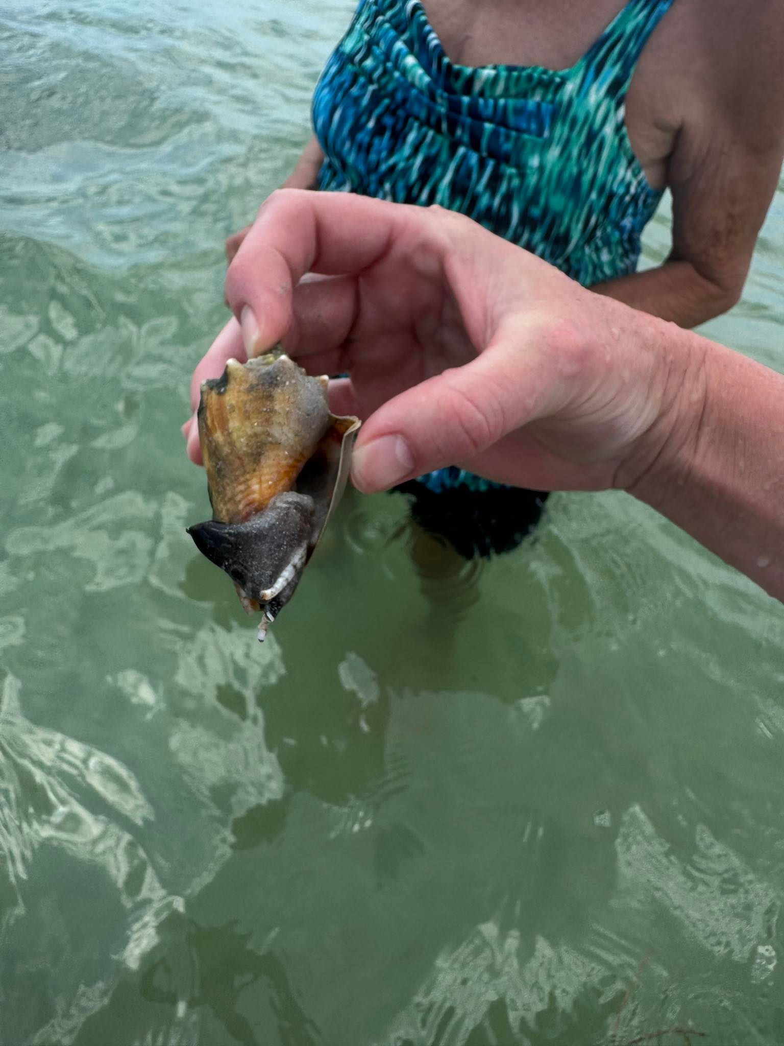 Hand holding a freshly caught conch shell in shallow ocean water