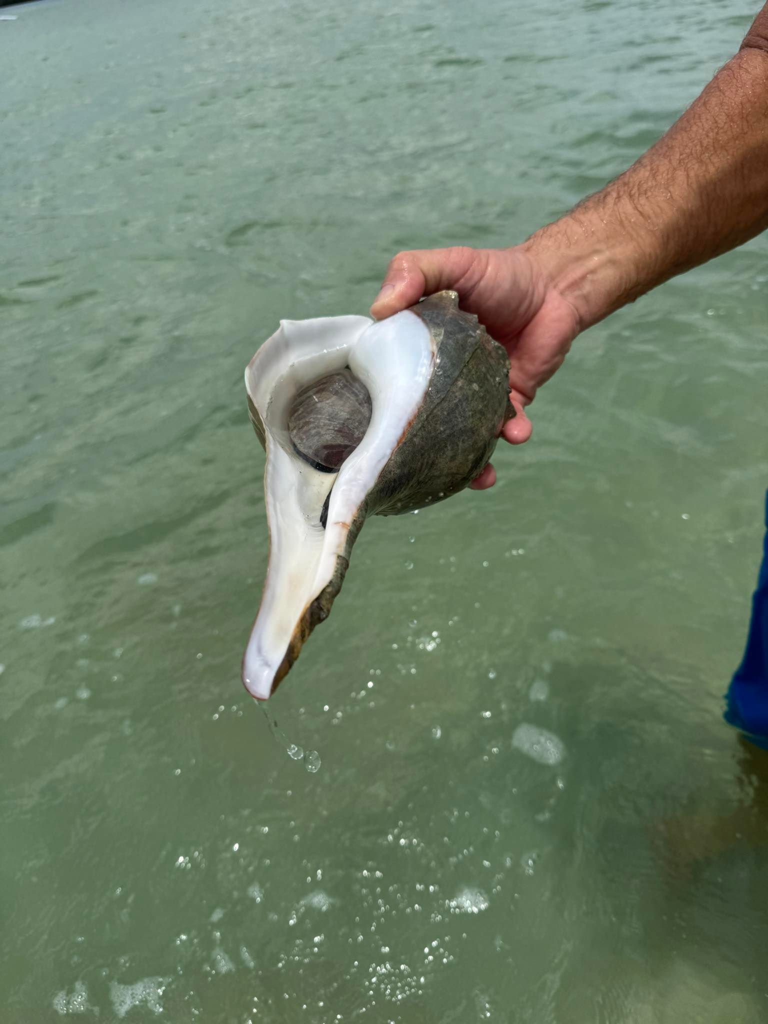 Large conch shell being held above shallow water showing the white interior and brown exterior
