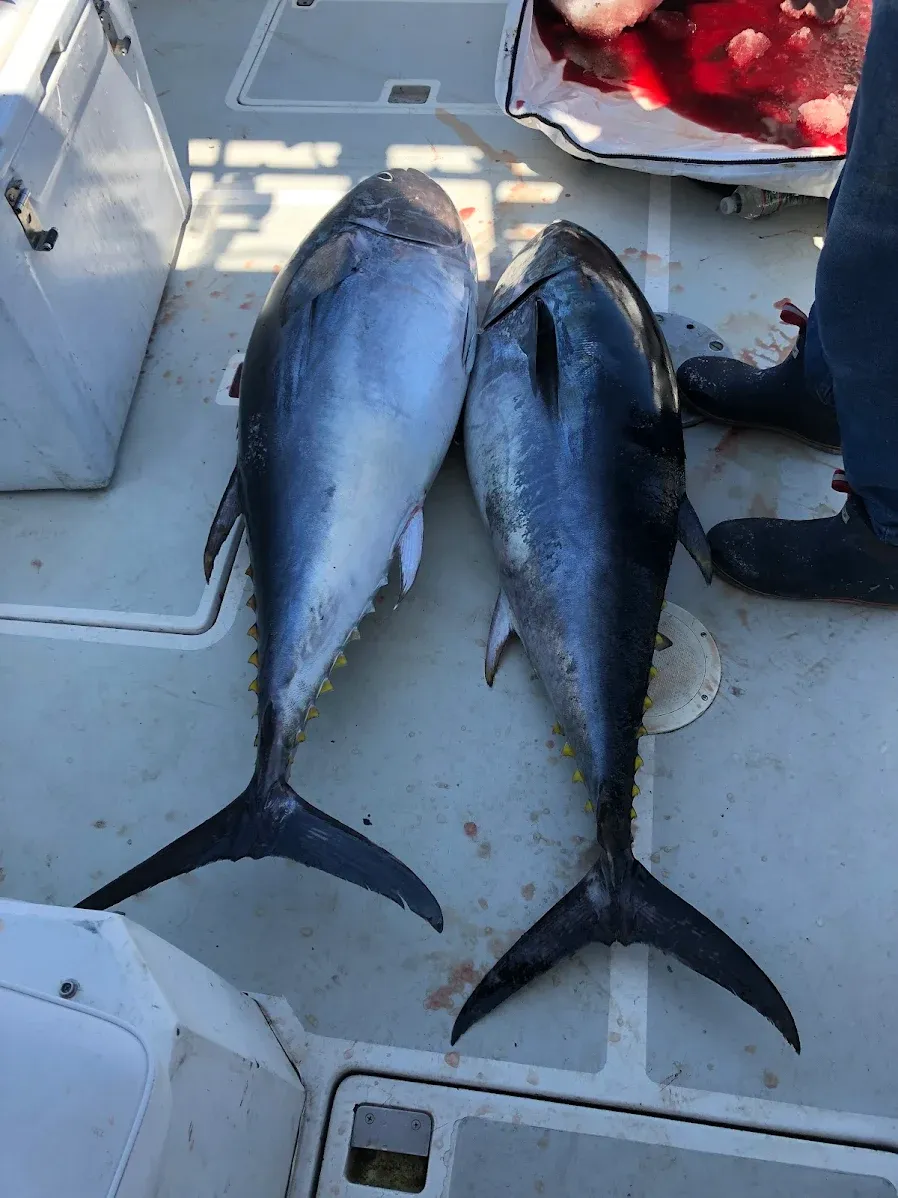 Two large bluefin tuna lying on the deck of a fishing boat after being caught