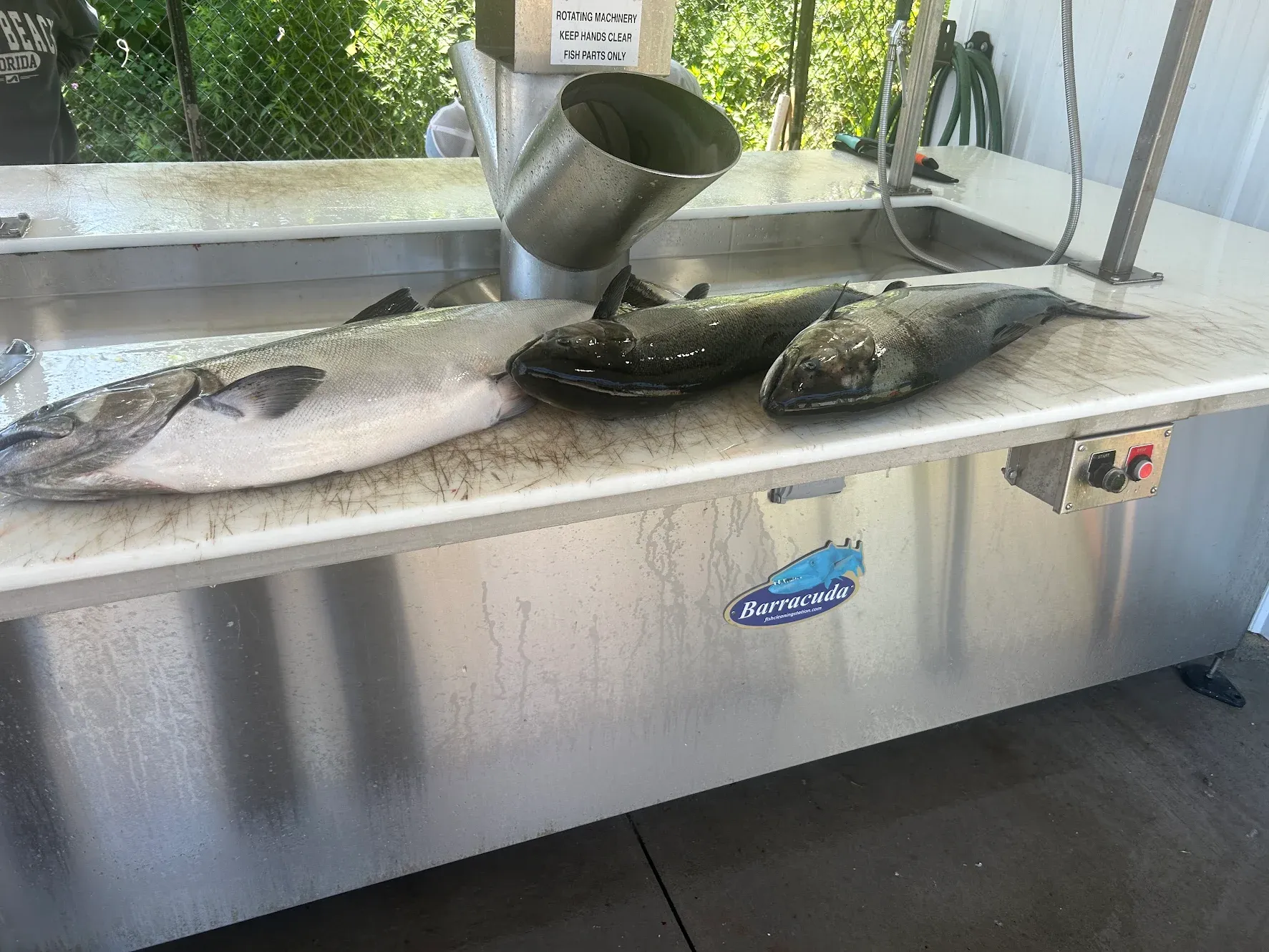 Fresh caught fish laid out on stainless steel cleaning station with funnel