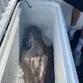 Fish lying in white cooler box on boat deck