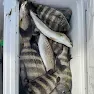 Fish lying in container outdoors