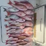 Fresh caught fish displayed on ice in cooler after successful fishing trip