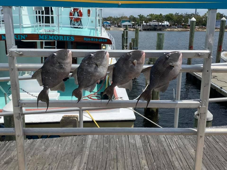 Four grey triggerfish caught while fishing